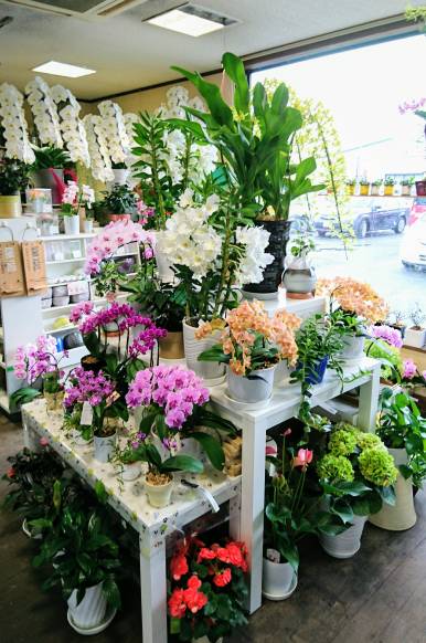山口県美祢市の花屋 フラワーギフト スギモトにフラワーギフトはお任せください 当店は 安心と信頼の花キューピット加盟店です 花キューピットタウン
